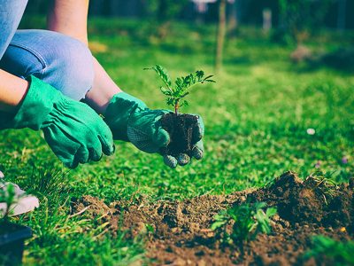 Did You Know Gardening Can Boost Heart Health? Here’s How!