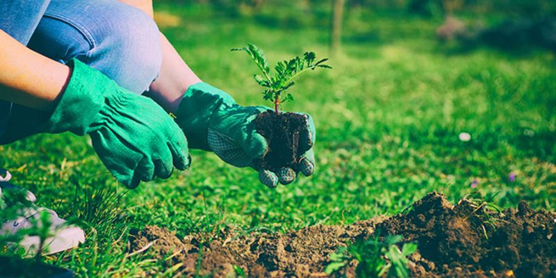 Did You Know Gardening Can Boost Heart Health? Here’s How!