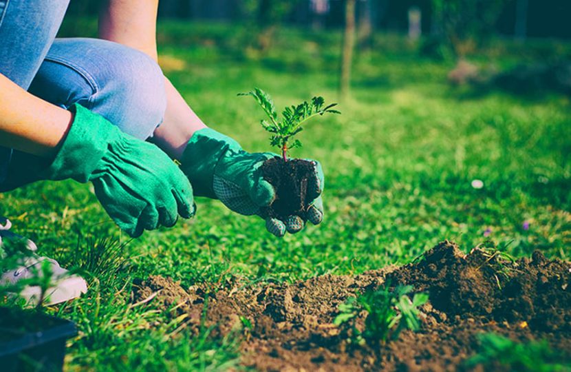 Did You Know Gardening Can Boost Heart Health? Here’s How!