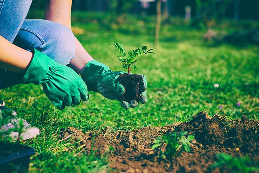 Did You Know Gardening Can Boost Heart Health? Here’s How!